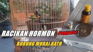 Rahasia racik hormon pengacor burung murai batu