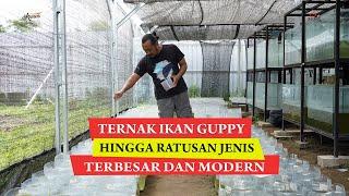 Ternak Ikan Guppy Hingga Ratusan Jenis! Bermula dari Hobi Kini Sukses Jadi Farm Terbesar dan Modern