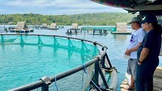 60 Tons or 60,000 Kilos of Bangus Harvest sa Fish Cages, Gaano ka Ganda ang Kita?