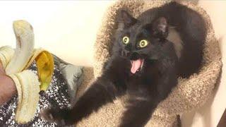 Black cats are the best cat that will make you laugh uncontrollably