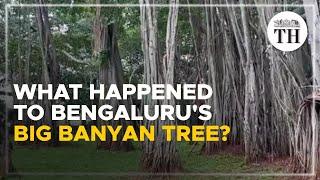 What happened to Bengaluru’s Big Banyan Tree? | The Hindu