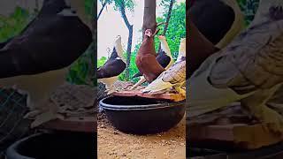 https://youtube.com/@girishthakor3767?si=xNaCwbBKwMJShb1l