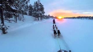 Dog sledding and aurora- Northern Lights on the Finnmark plateau