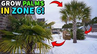 10 COLD HARDY PALMS That THRIVE Down To Zone 6!