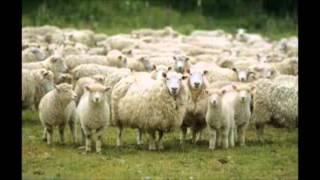 Pink Floyd: Sheep