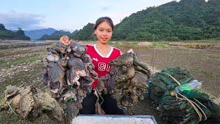 The girl set a trap overnight and caught a lot of frogs to sell - the girl made a living on the lake