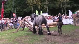 Belgian Draft Horses: horse logging and agility contest