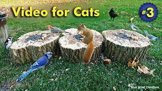 TV for Cats - Birds and Squirrels for Cats to Enjoy!