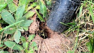 When UNDERGROUND Wasps ATTACK! Yellow Jacket Ground Nest Removal