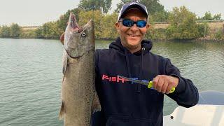 Sacramento River salmon  September 2020