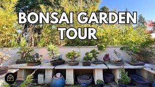 Bonsai Garden Tour! My Oldest & Best Bonsai