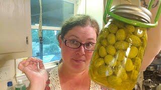 Pickled cucamelons- Canning Mexican sour gherkins