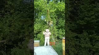 Операция Рой #пасекаермаковых #рой #пчелы #улей #деревня #жизньвдеревне #мёд