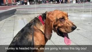 Hunley, 8 month old Bloodhound obedience training