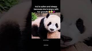 Hui Bao is salted #panda #angry#boots #lovely#cutepanda#huibao#fubao#ruibao#panda #cute #animals