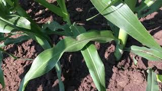 Organic Corn-Final Cultivation