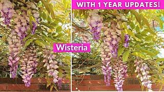 My 1 Year Experience of Growing Wisteria in Containers (With its Growth Updates)