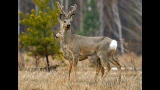 Охота на косулю. Сибирская косуля. Фото охота. Jagd auf Sibirisches Reh