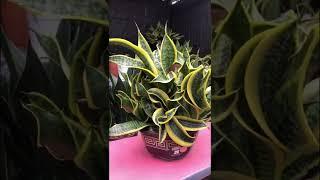 The monster privasiata indonesia #shorts #sansevieria #sansivera #plants #short