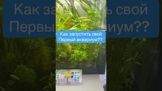 Как запустить свой первый аквариум ??!!