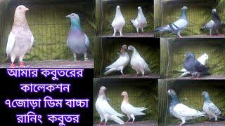 ৭ জোড়া ডিম বাচ্চা  রানিং  কবুতর /kobutor /kobutor palon bangladesh /kobutor hat tongi