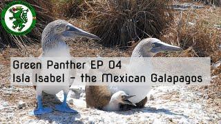 GP EP04 Isla Isabel - the Mexican Galapagos