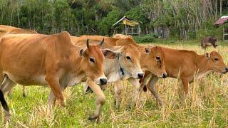 Suara sapi lembu berkeliaran di ladang memanggil kawan untuk pulang ke kandang - Bunyi sapi lucu