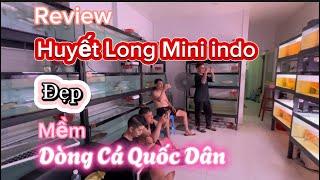 Huyết Long Mini Indo Và Kinh Nghiệm Lựa Đẹp Mềm | Cá Rồng Sài Gòn