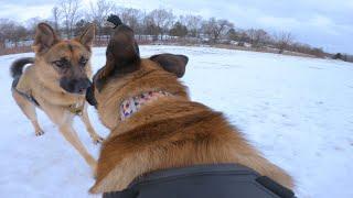 German Shepherd Protects Pack From Belgian Malinois