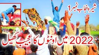 camel mela pakistan ||Camel Weightlifting ||Akharah Camel weight  Layyah