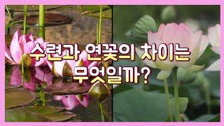 [식사남TV] 수련과 연꽃의 차이점은 무엇일까?