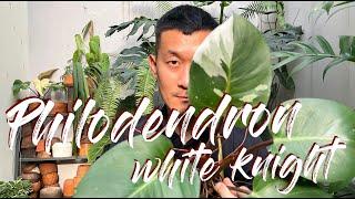 Philodendron erubescens 'White Knight' Care Tips and Propagation - WITH SATISFYING UPDATES!