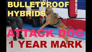 building the bulletproof hybrid attack dog k9 dog training bite protection dogs