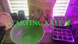 Starting Kale from seed Spring 2021