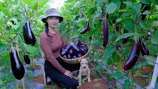 FULL 60 DAYS: Harvesting Eggplants - Making Dishes From Eggplants | Thu's Country Life