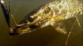 Pike fishing with lures, underwater action camera. Рыбалка: щука на воблер, подводная съёмка.