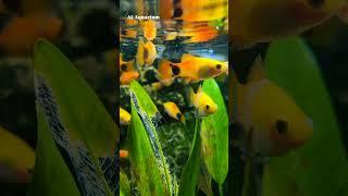 Platy Fish - Best Beginner Livebearer | Tiny Fish | Lowest Price Aquarium Fish | #platyfish #fish