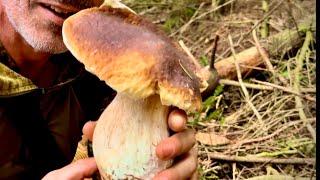 Edulis ed Estivi Spaziali  di fine luglio-Funghi porcini 2024