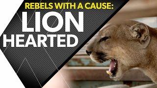 Animal Defenders International Seize Animals Held Illegally In Peru | timesXtwo (Trailer)