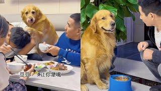 Bad old man teases golden retriever Mao Mao and ends up being driven to the door️ #聪明旺豆豆 #金毛豆豆 #金毛