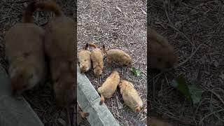 Устроил серьезные разборки на Сурковом районе #драка #боибезправил