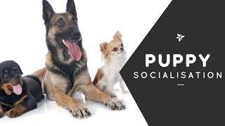 Puppy Socialisation Whiteboard Video by Dog Matters