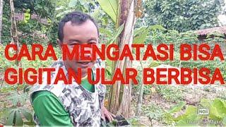 Cara mengatasi bisa gigitan ular berbisa.