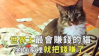 World's richest cat caught for mice earns $10k+ part-time [pup watches films]