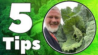 5 Tips to Grow Cabbage, Cauliflower, Broccoli and All Your Brassicas