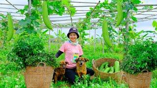 Harvesting Luffa, Oregano & Basil Goes To Market Sell - Cooking, Farm, Garden | Tieu Lien