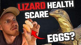 MY LIZARD LAID EGGS WITHOUT A MALE? | MERTENS WATER MONITOR | FEEDING MY REPTILES