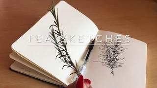 Speed drawing - little fawns | TEA SKETCHES