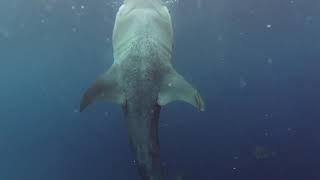 Alan Walker Faded (swimming with whale shark)