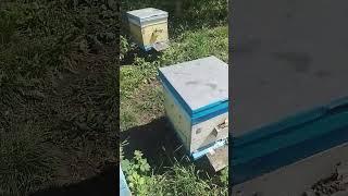 Пасека 19 мая Облёт